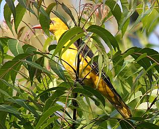 Europ&auml;ischer Pirol (Oriolus oriolus)Eurasian Golden Oriole